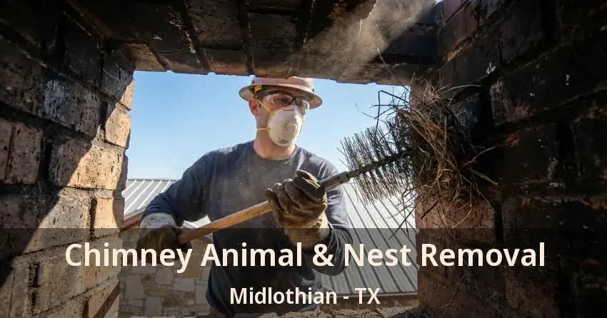 Chimney Animal & Nest Removal Midlothian - TX Chimney Animal & Nest Removal Midlothian - TX